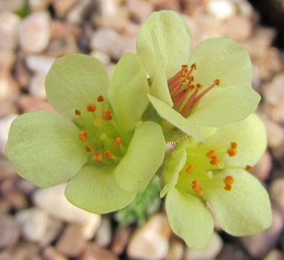 Saxifraga 'Doctor Watson'